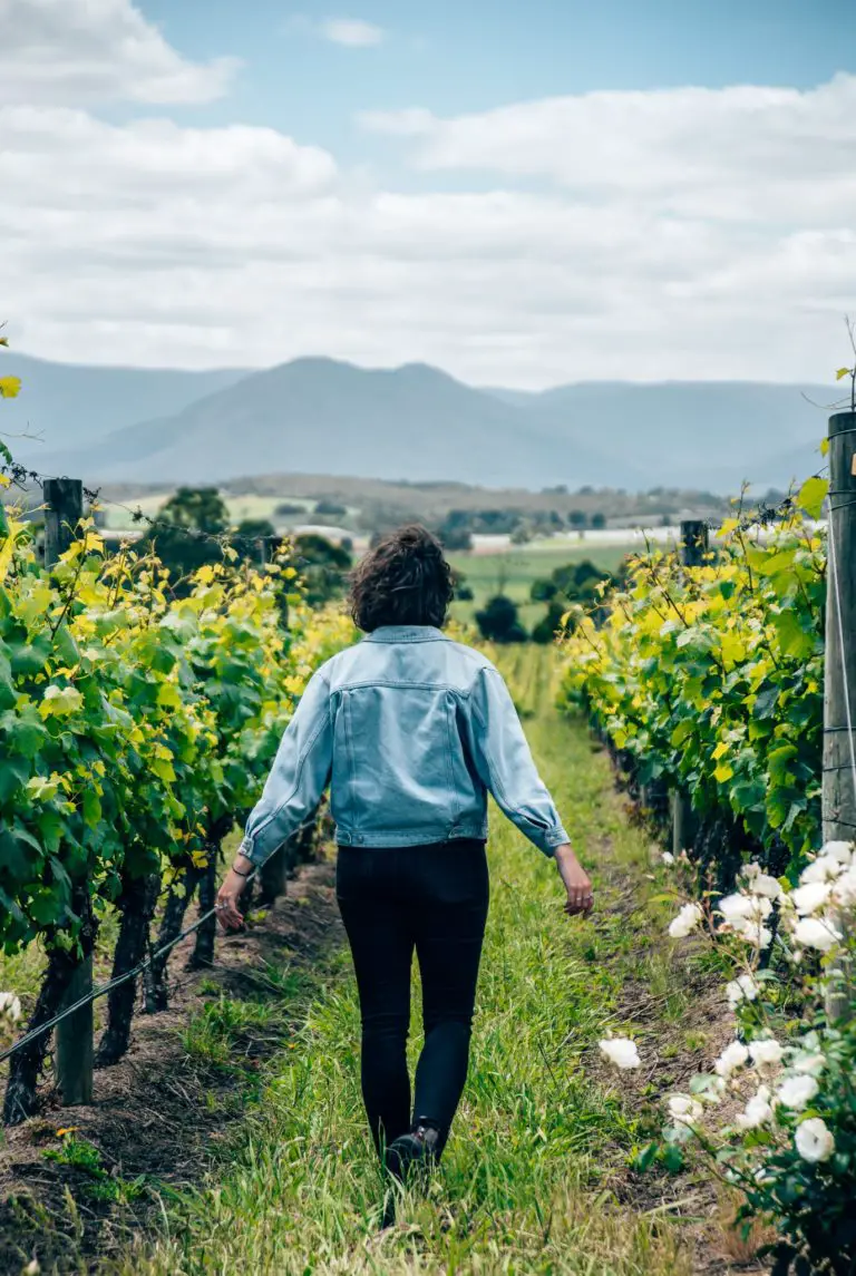 walking through a vineyard
