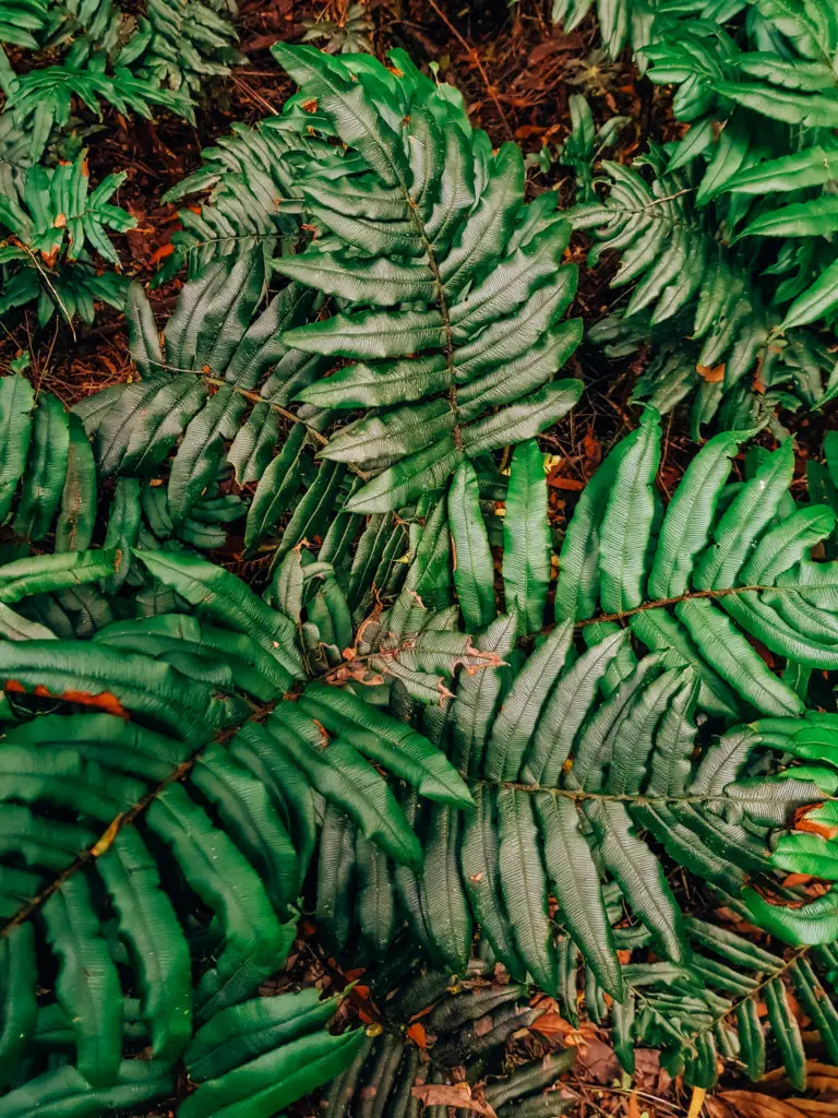 green fern leaves close up