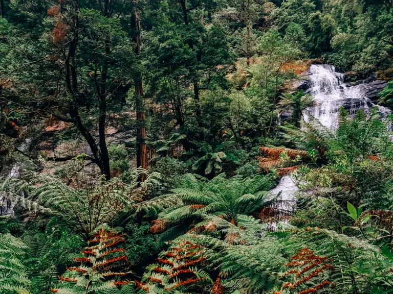 triplet falls through the trees in beech forest