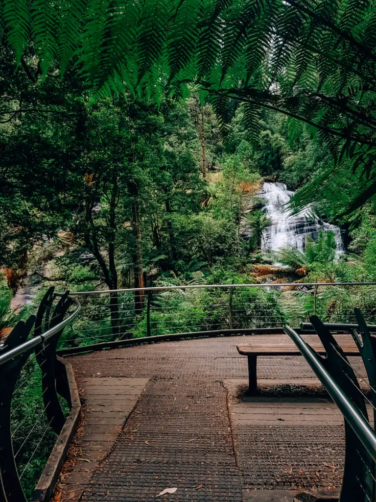 viewing platform at triplet falls in Beech Forest