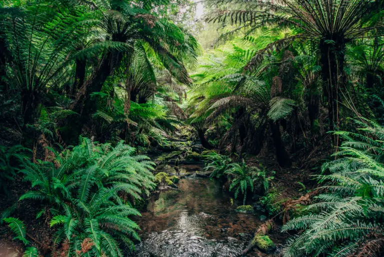 creek running through ferns