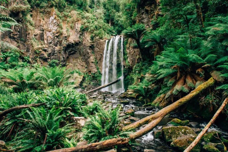 hopetoun falls framed with fern treets and rocks