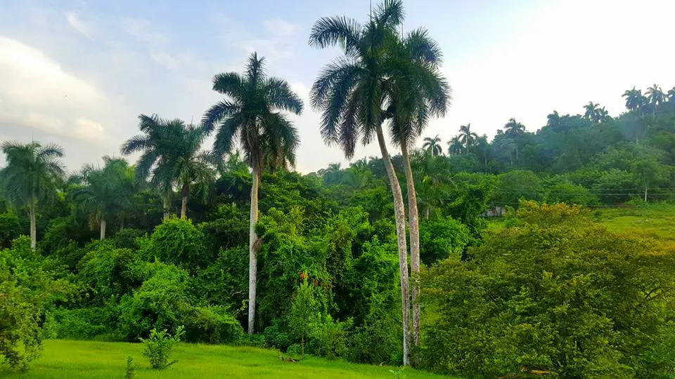 palm trees and greenery of las terrazas in Cuba