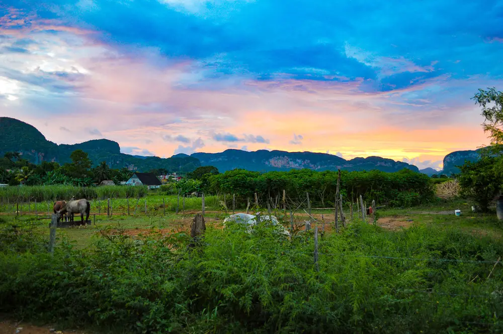 orange sunset over a field with horses in the Caribbean