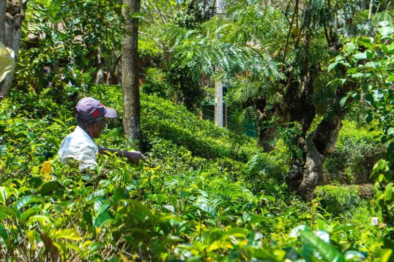 tea leaf picking in sri lanka