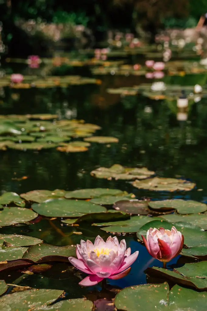 what to do in ballarat botanical garden