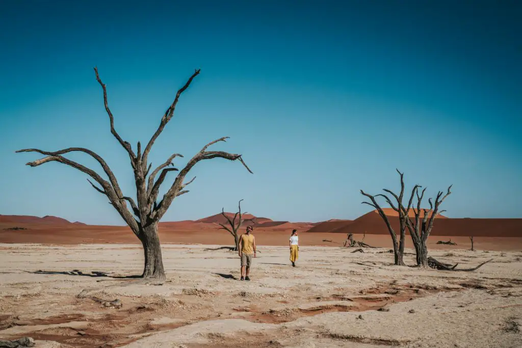 dead trees in red mud desert