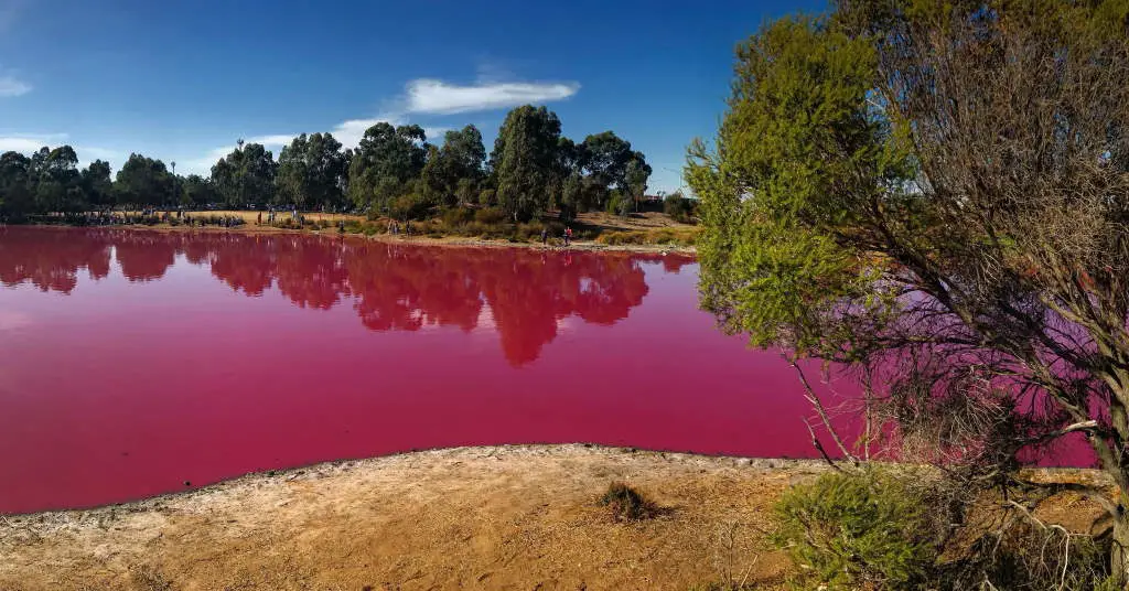 bright pink lake surrounded my trees